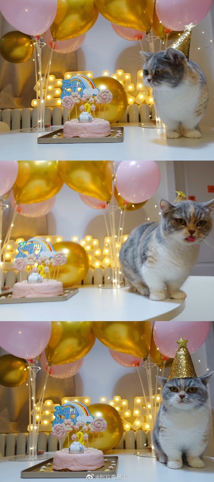 猫图片|宠物猫|猫咪|