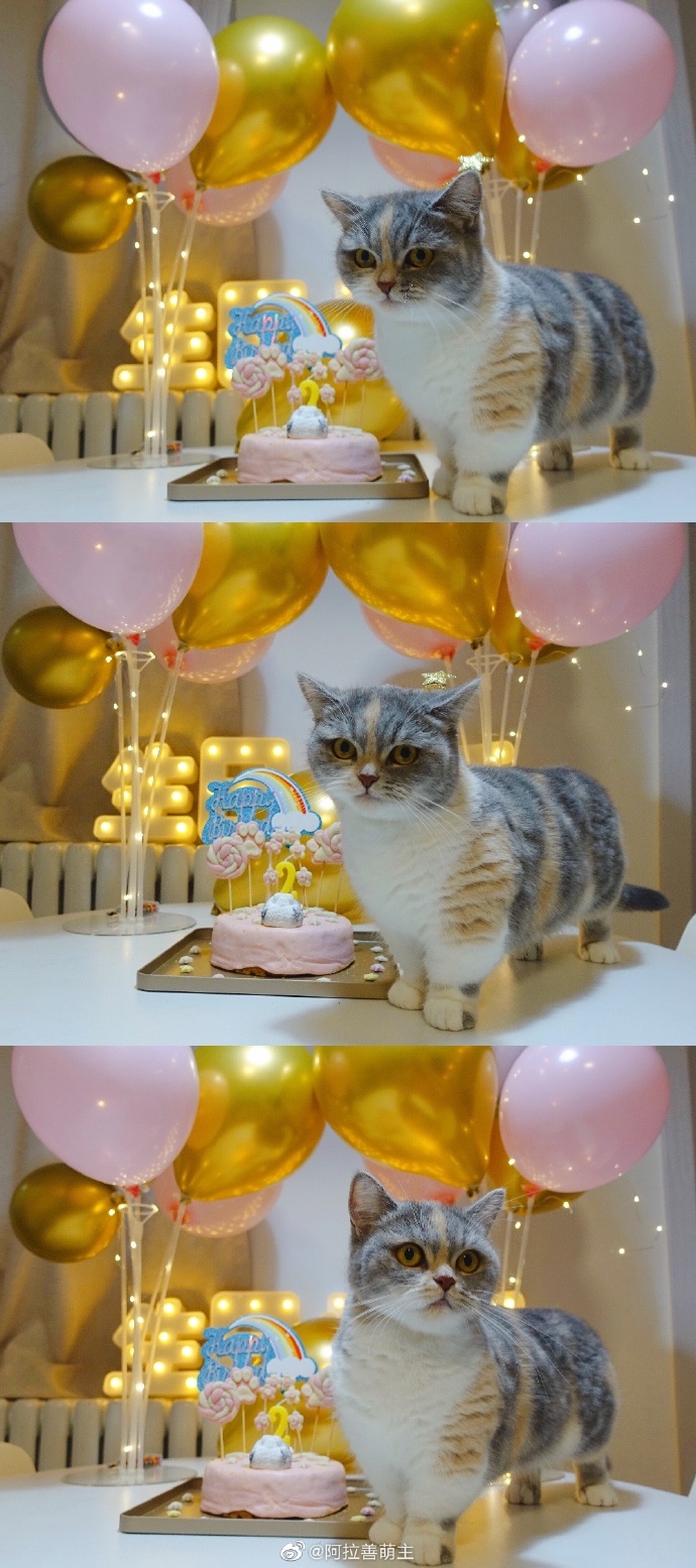 猫图片|宠物猫|猫咪|