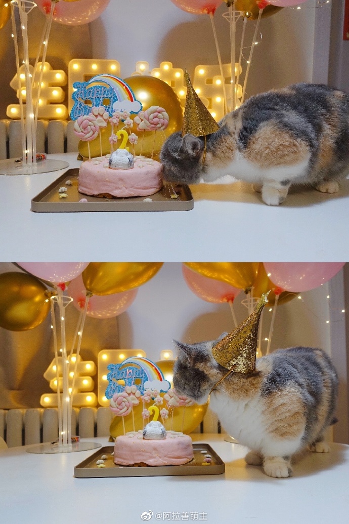 猫图片|宠物猫|猫咪|