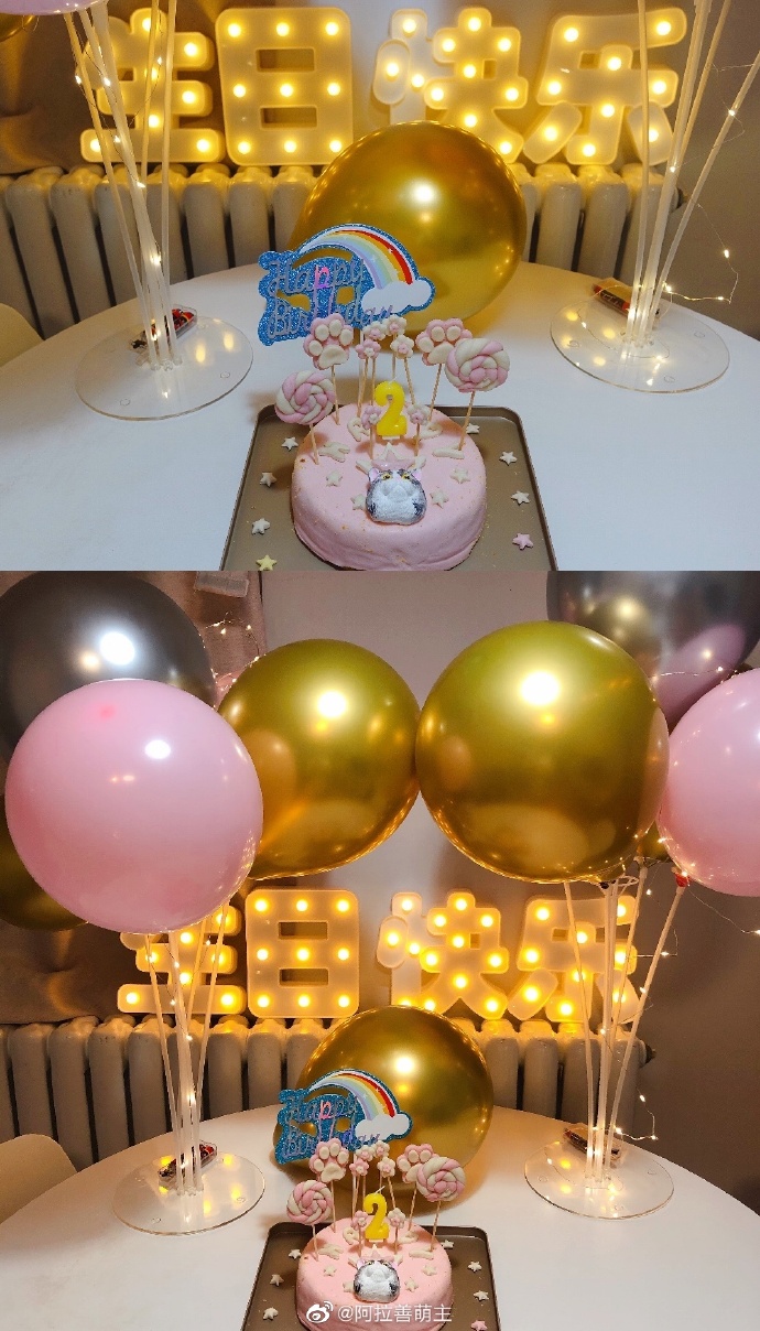 猫图片|宠物猫|猫咪|