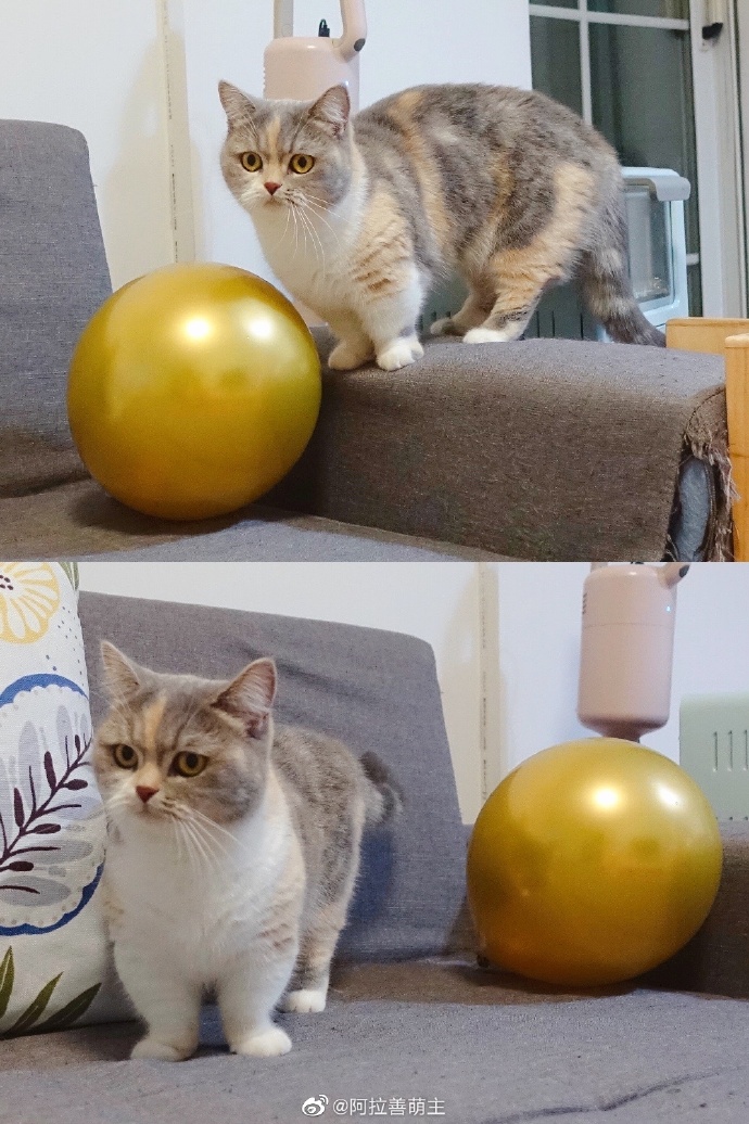 猫图片|宠物猫|猫咪|