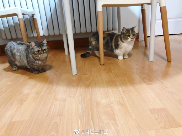 猫图片|宠物猫|猫咪|