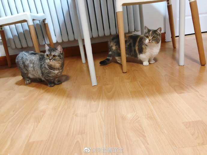 猫图片|宠物猫|猫咪|