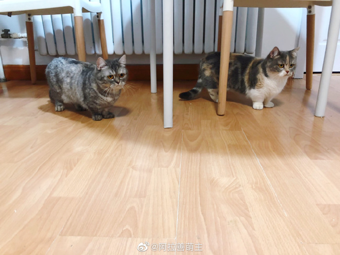 猫图片|宠物猫|猫咪|