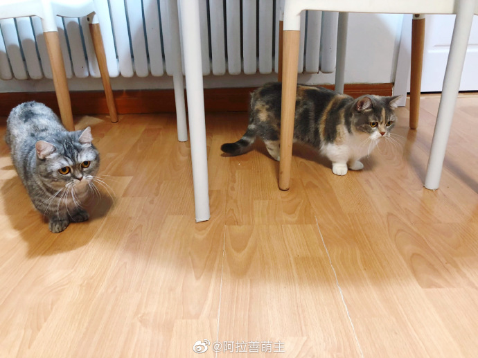 猫图片|宠物猫|猫咪|