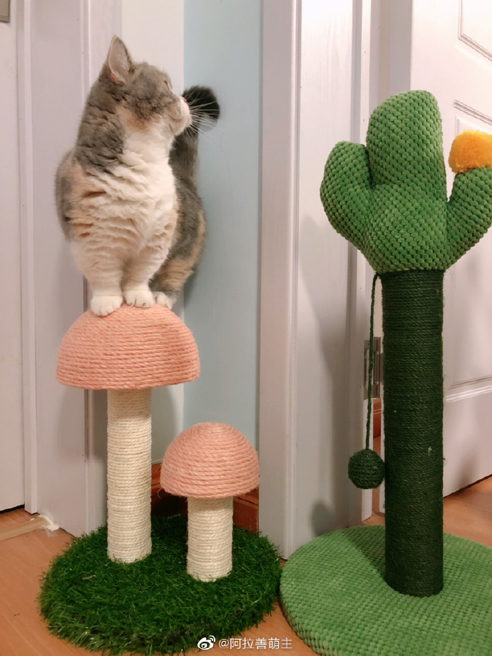 猫图片|宠物猫|猫咪|