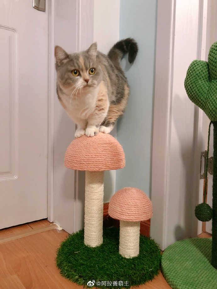 猫图片|宠物猫|猫咪|