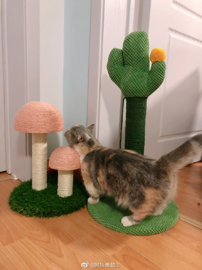 猫图片|宠物猫|猫咪|