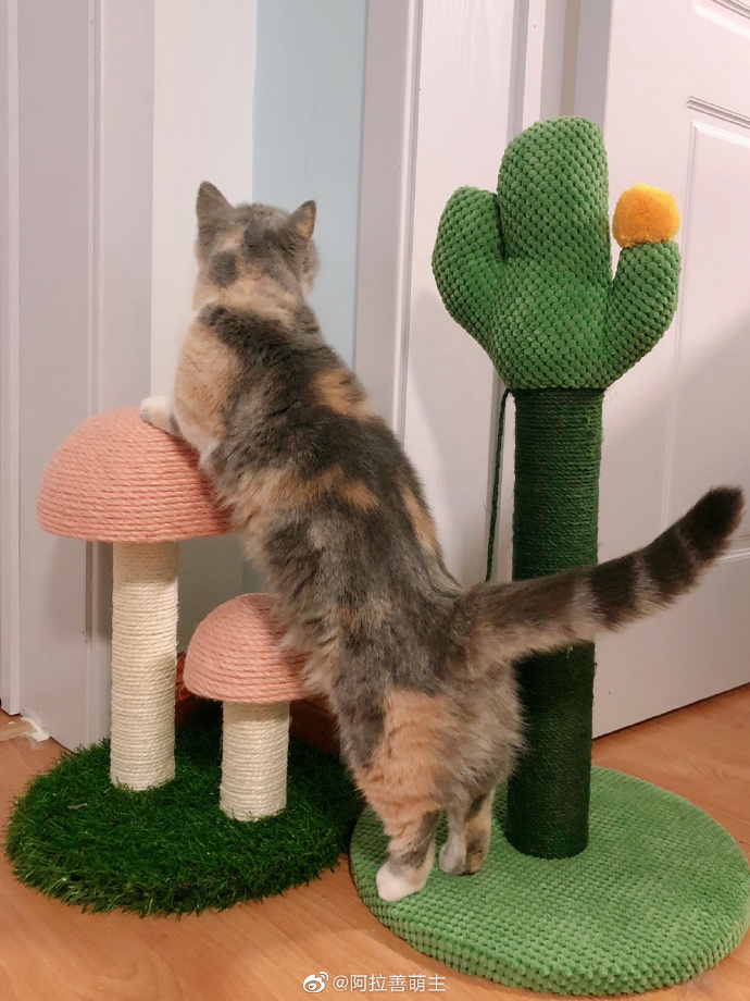 猫图片|宠物猫|猫咪|