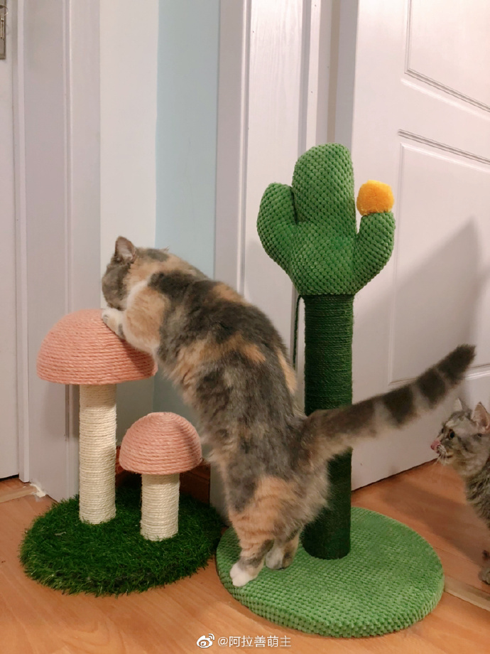 猫图片|宠物猫|猫咪|