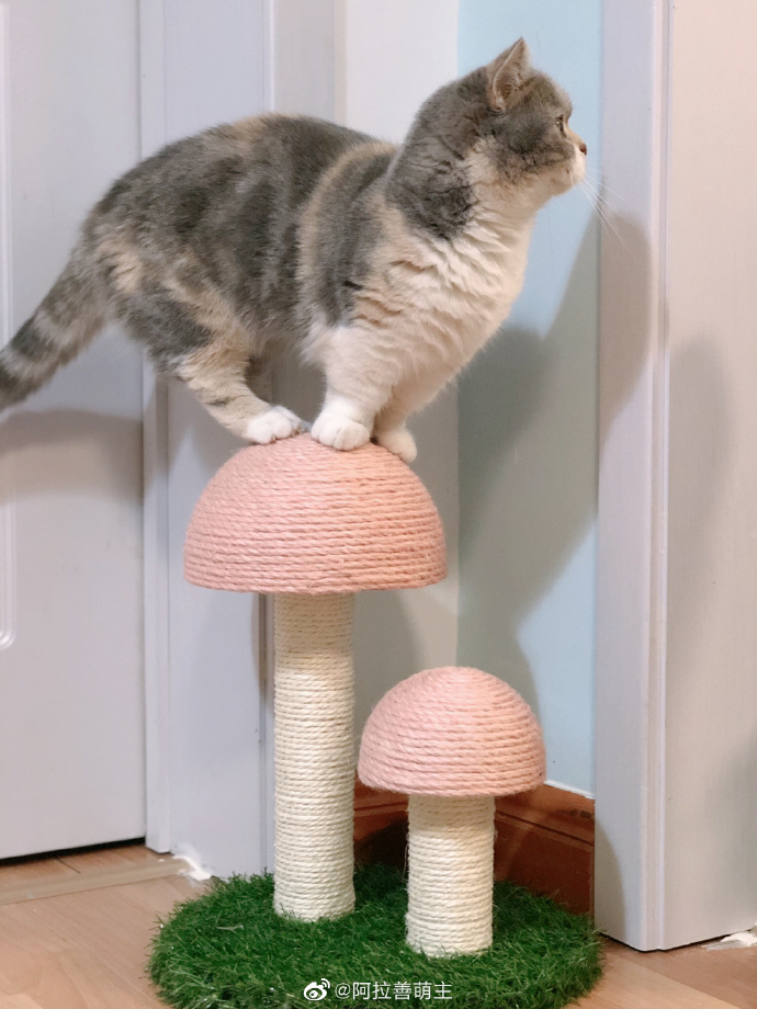 猫图片|宠物猫|猫咪|