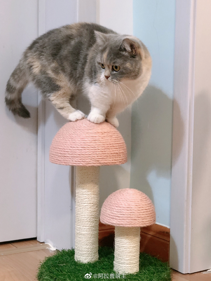 猫图片|宠物猫|猫咪|