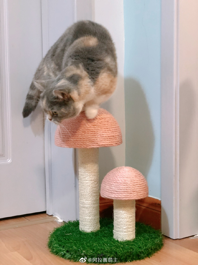 猫图片|宠物猫|猫咪|