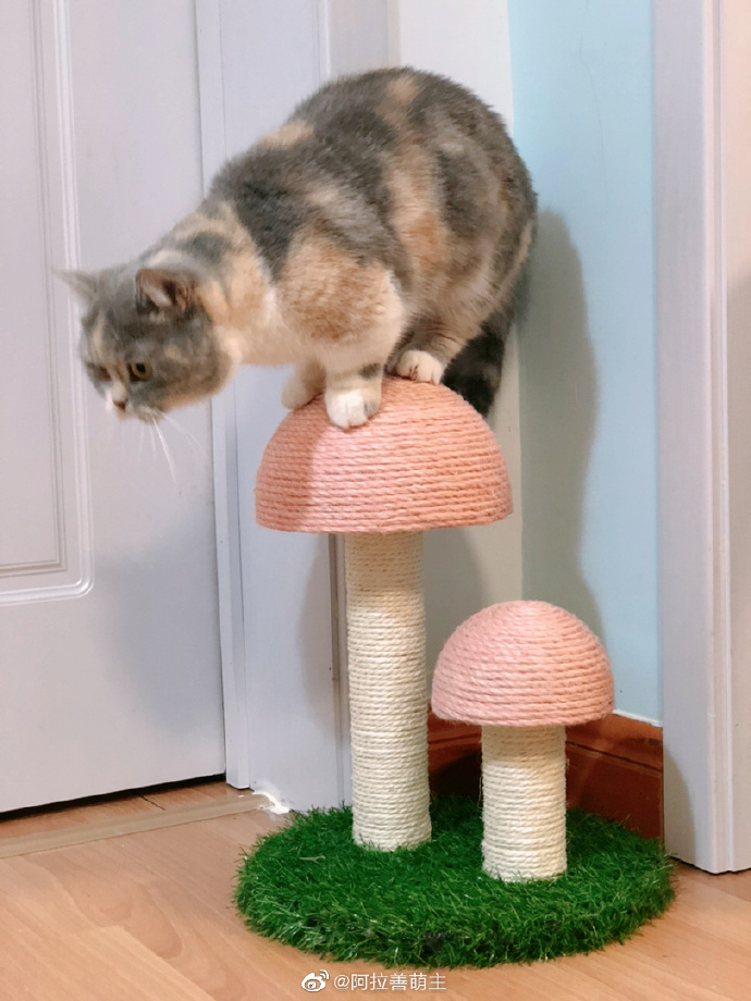 猫图片|宠物猫|猫咪|