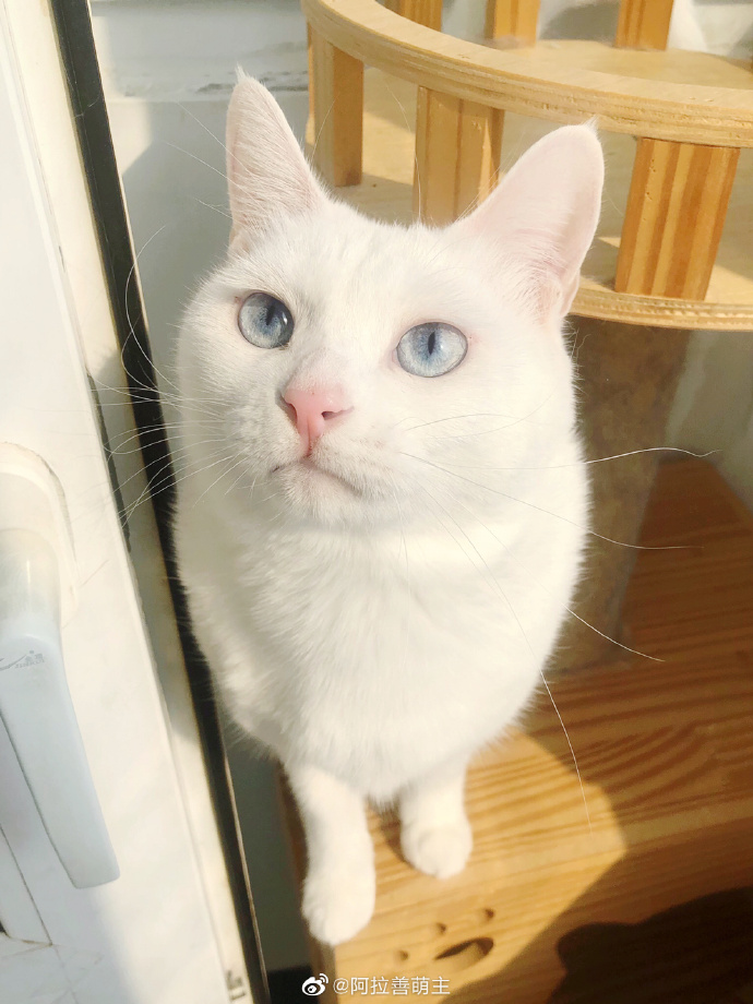 猫图片|宠物猫|猫咪|