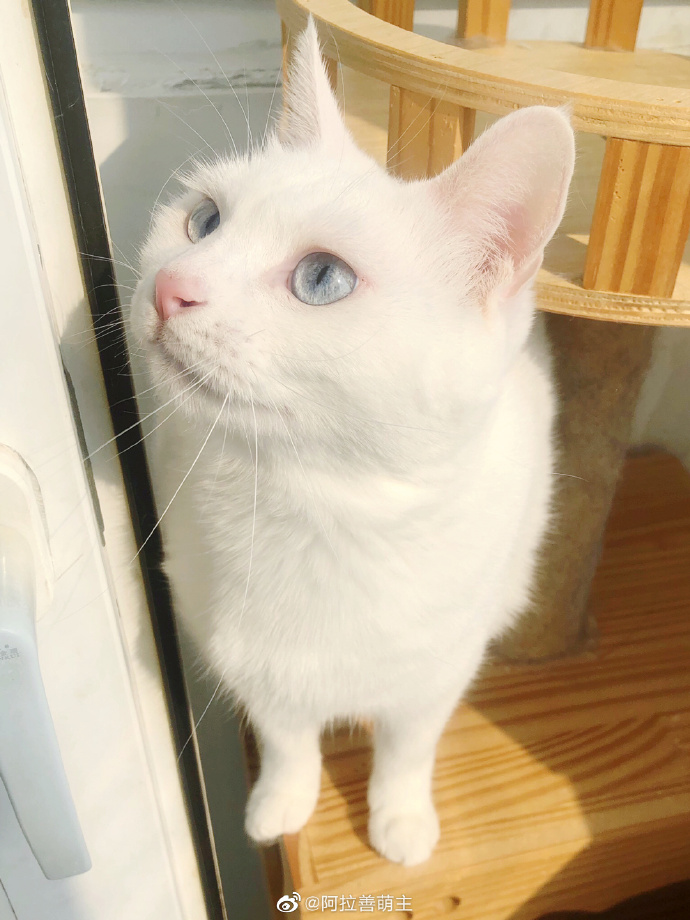 猫图片|宠物猫|猫咪|