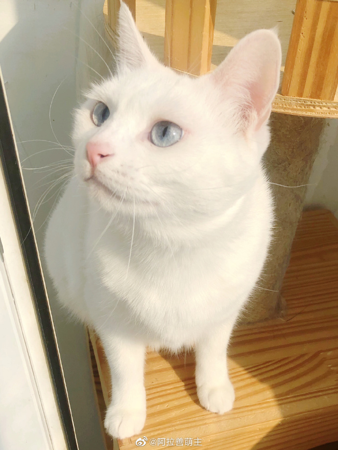 猫图片|宠物猫|猫咪|