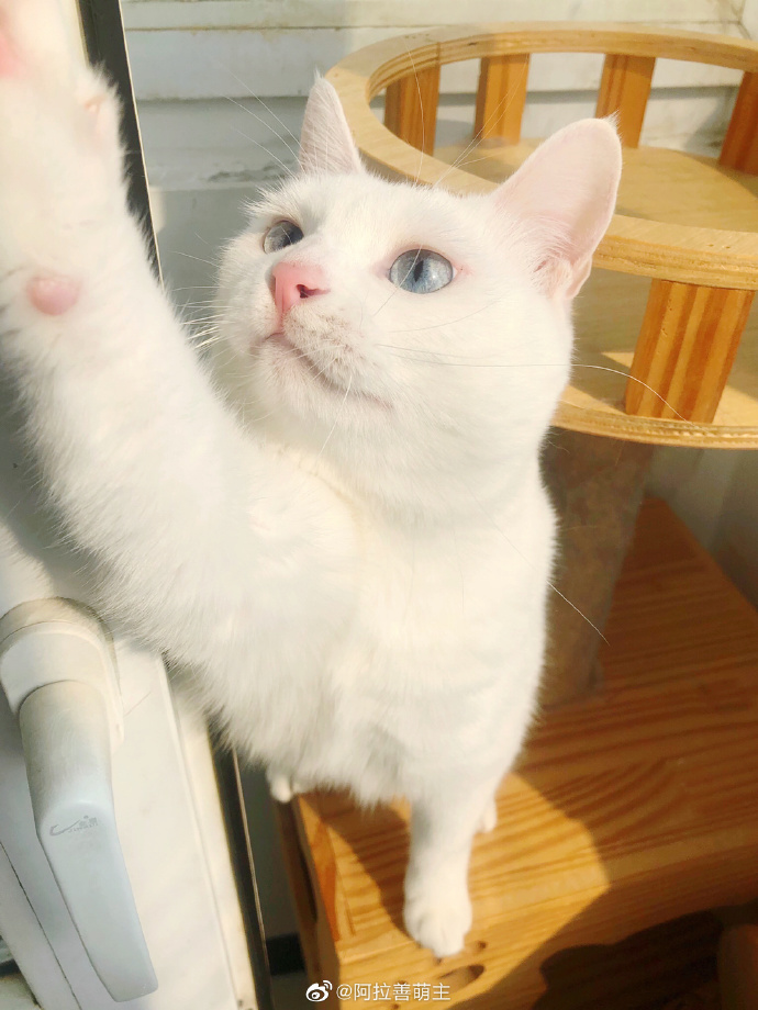 猫图片|宠物猫|猫咪|