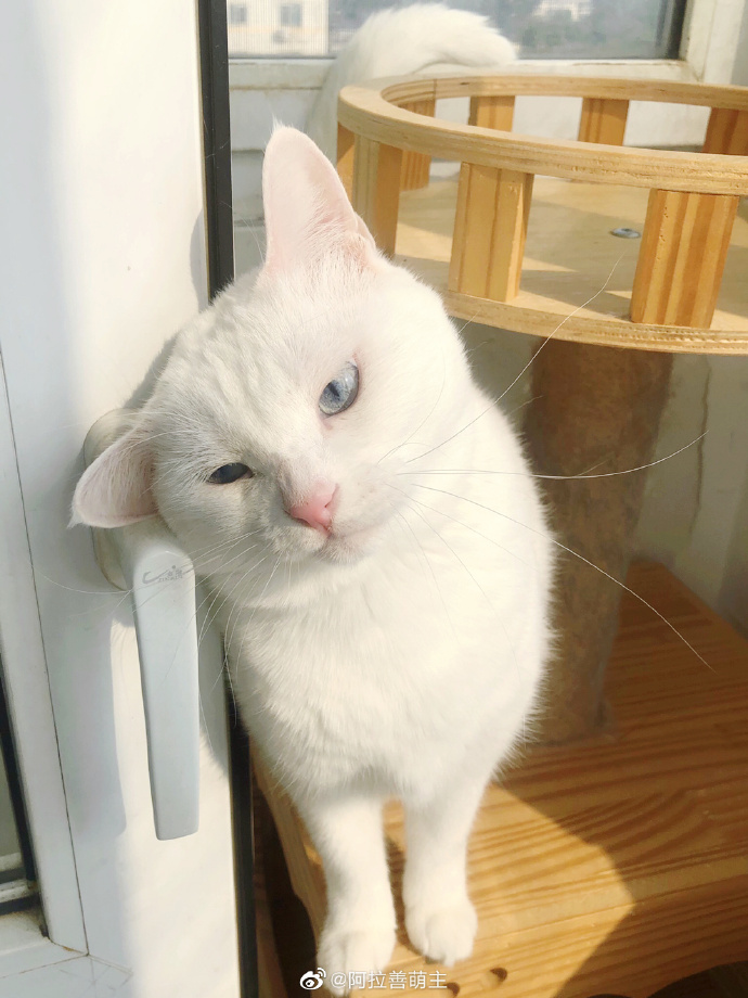 猫图片|宠物猫|猫咪|