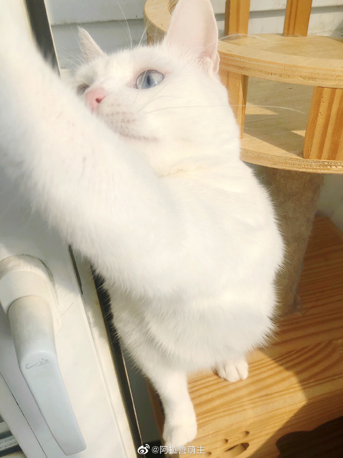 猫图片|宠物猫|猫咪|