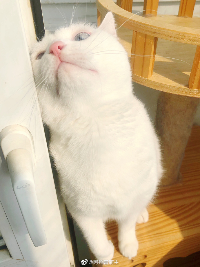 猫图片|宠物猫|猫咪|