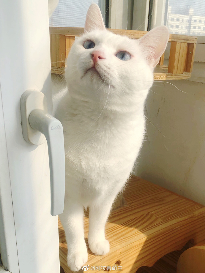 猫图片|宠物猫|猫咪|