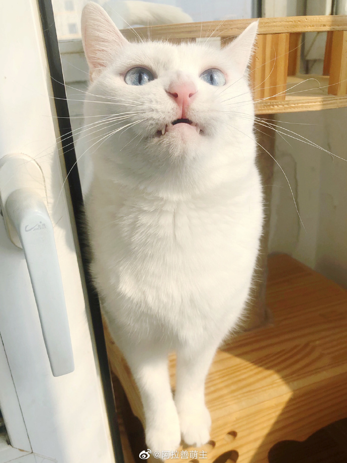 猫图片|宠物猫|猫咪|