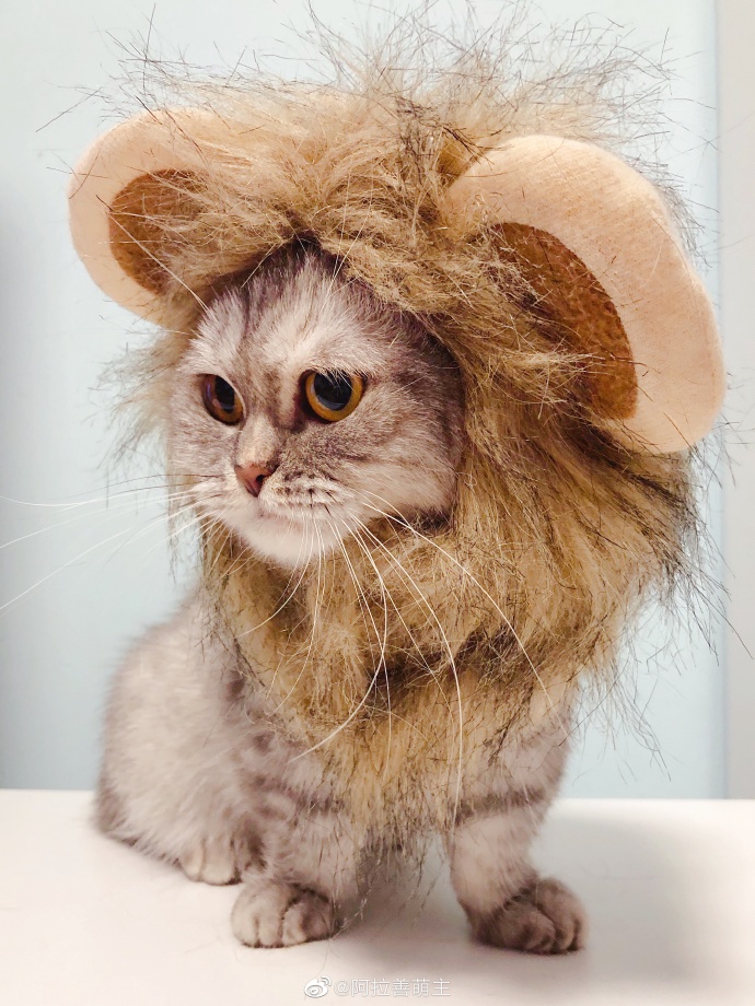 猫图片|宠物猫|猫咪|