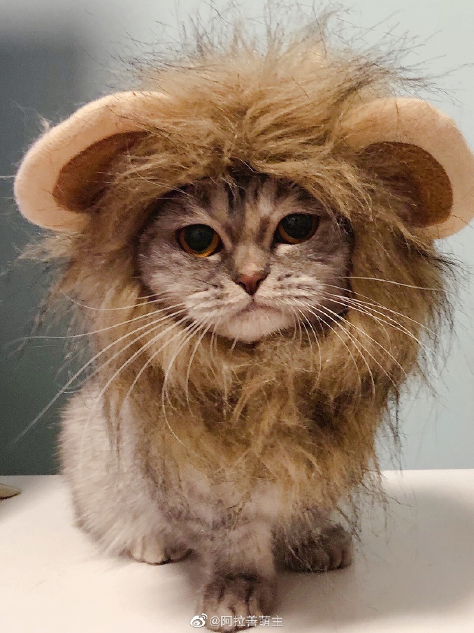 猫图片|宠物猫|猫咪|