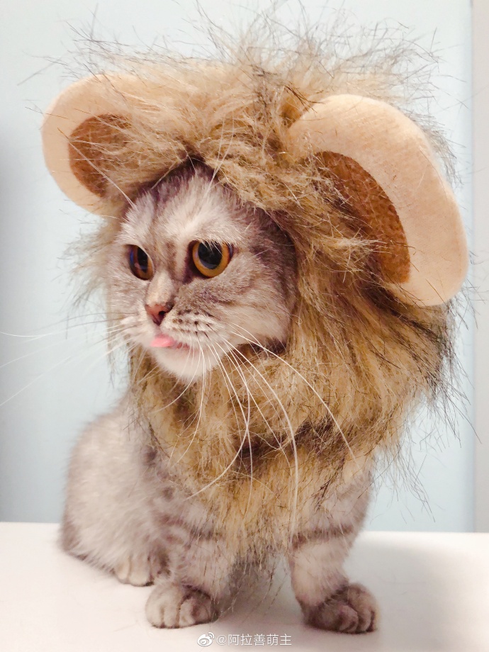 猫图片|宠物猫|猫咪|