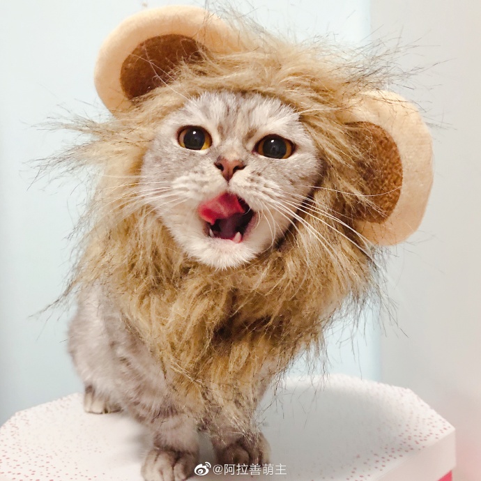 猫图片|宠物猫|猫咪|