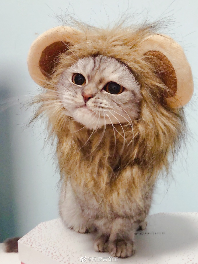 猫图片|宠物猫|猫咪|