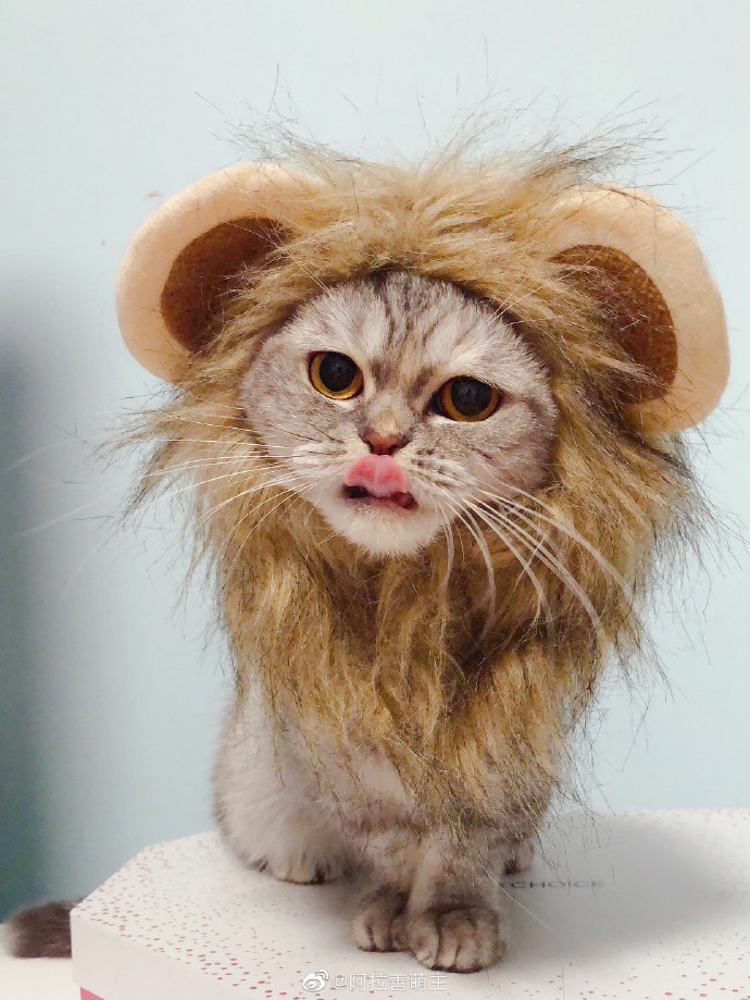 猫图片|宠物猫|猫咪|