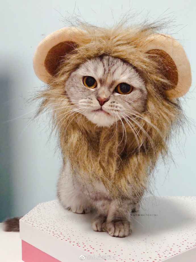 猫图片|宠物猫|猫咪|