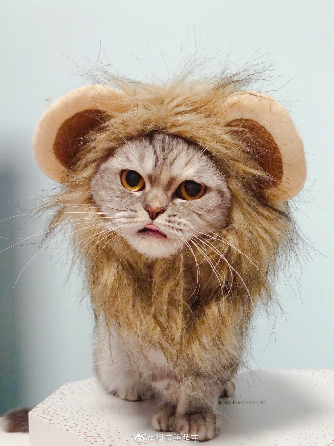 猫图片|宠物猫|猫咪|