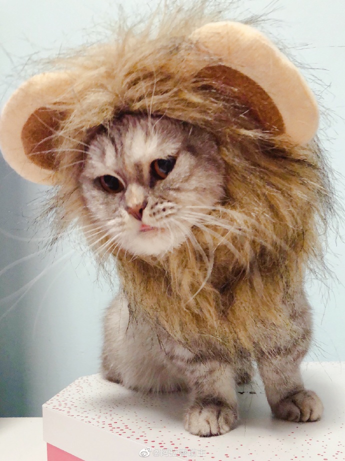 猫图片|宠物猫|猫咪|