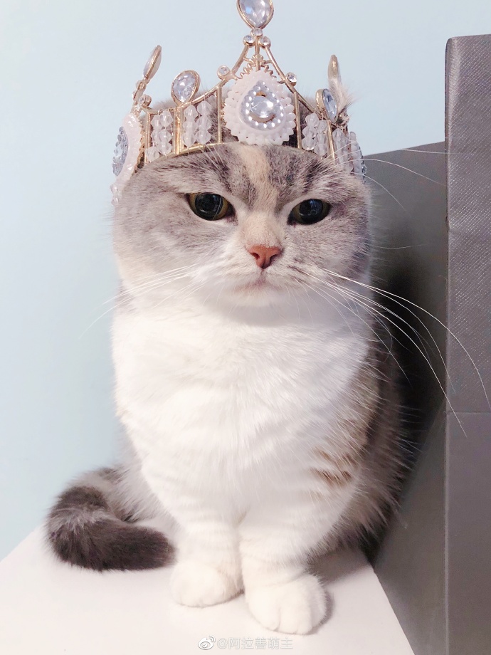 猫图片|宠物猫|猫咪|