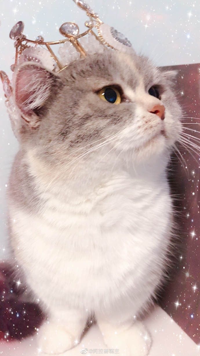 猫图片|宠物猫|猫咪|