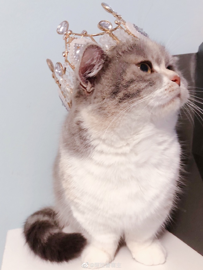 猫图片|宠物猫|猫咪|