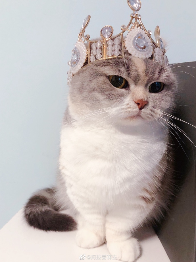 猫图片|宠物猫|猫咪|