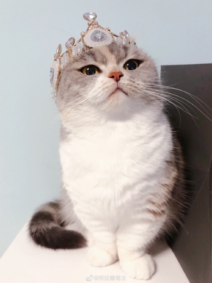 猫图片|宠物猫|猫咪|