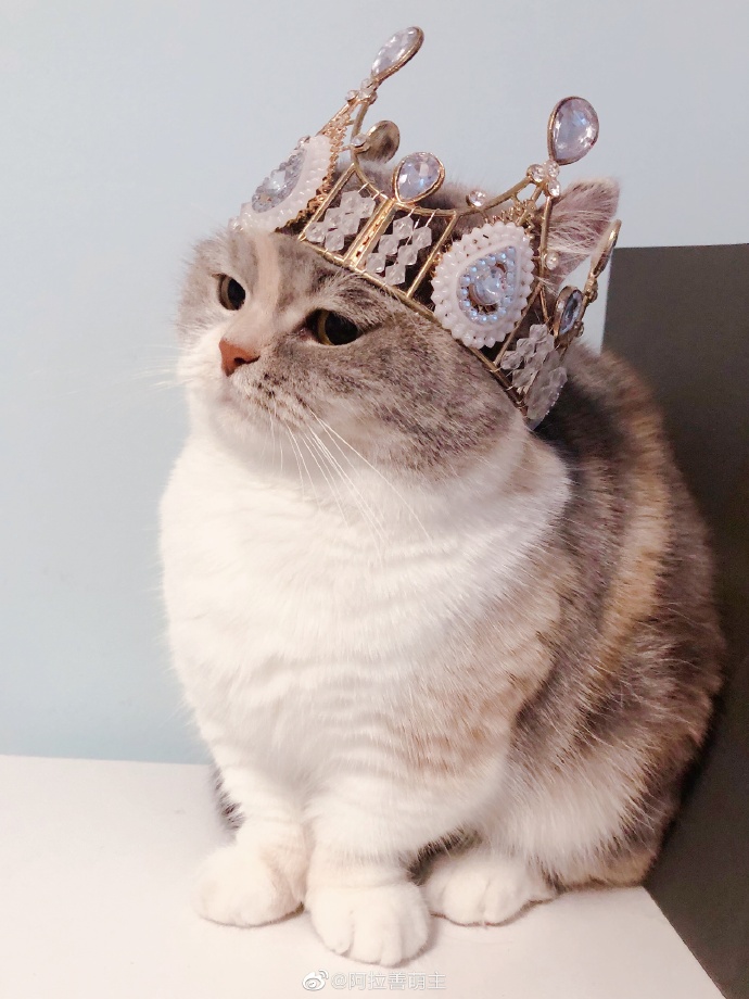 猫图片|宠物猫|猫咪|