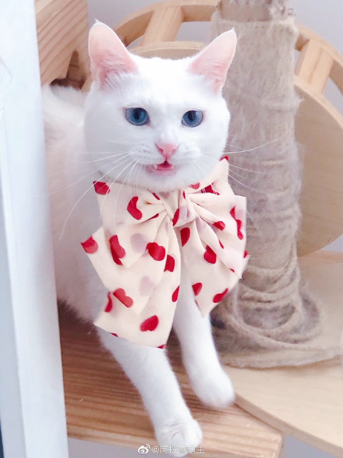 猫图片|宠物猫|猫咪|