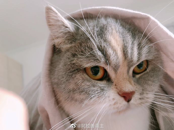 猫图片|宠物猫|猫咪|