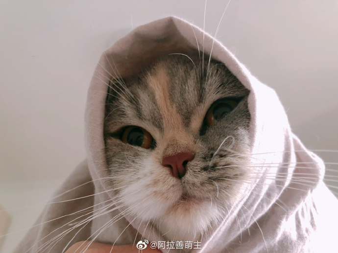 猫图片|宠物猫|猫咪|