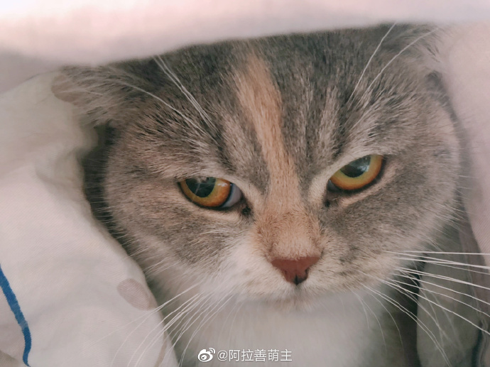 猫图片|宠物猫|猫咪|