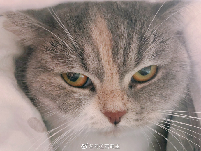 猫图片|宠物猫|猫咪|