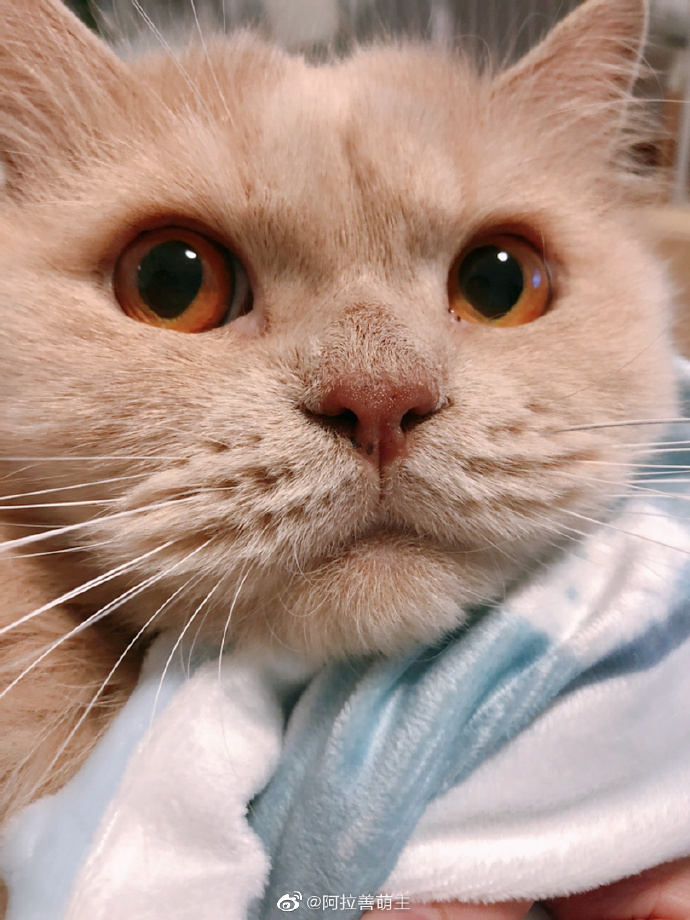 猫图片|宠物猫|猫咪|