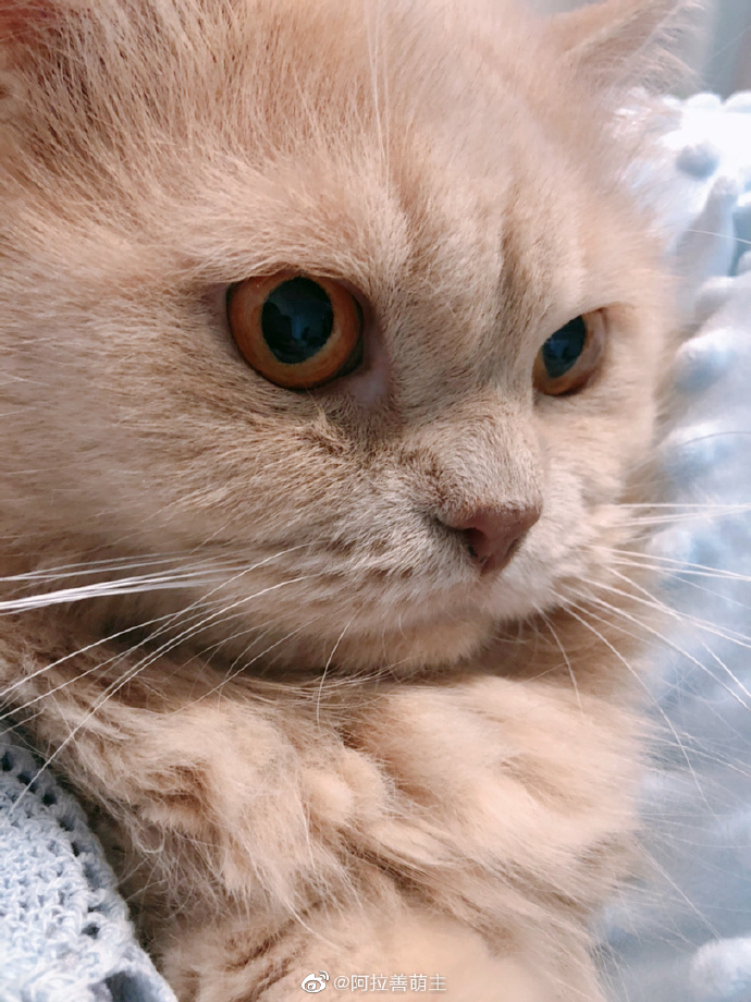 猫图片|宠物猫|猫咪|