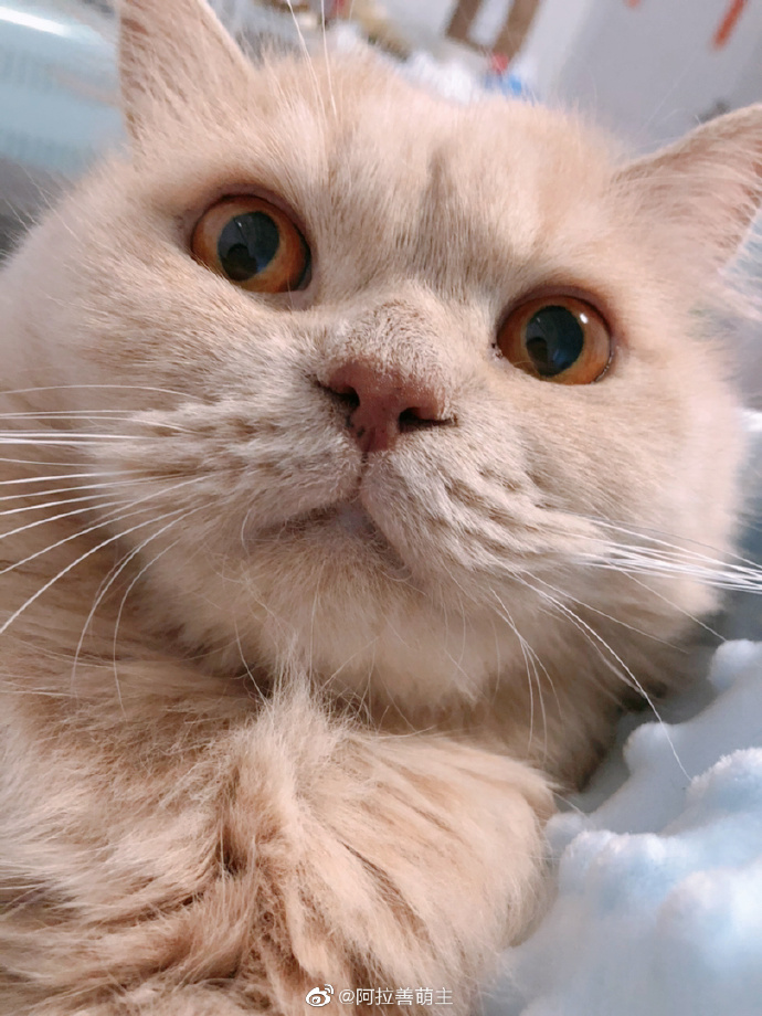 猫图片|宠物猫|猫咪|